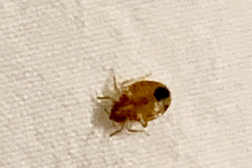 Biblical dream meaning of bed bugs